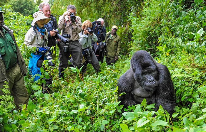 Top Reasons to Visit the Bwindi Impenetrable Forest, Uganda: A Haven for Wildlife and Adventure