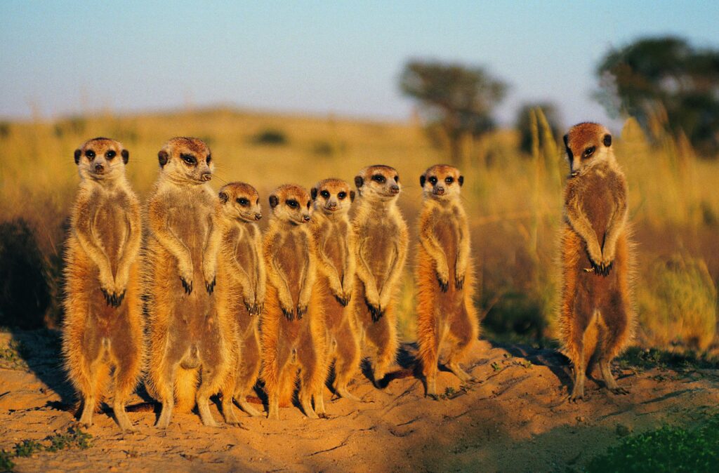 Central Kalahari Game Reserve, Botswana