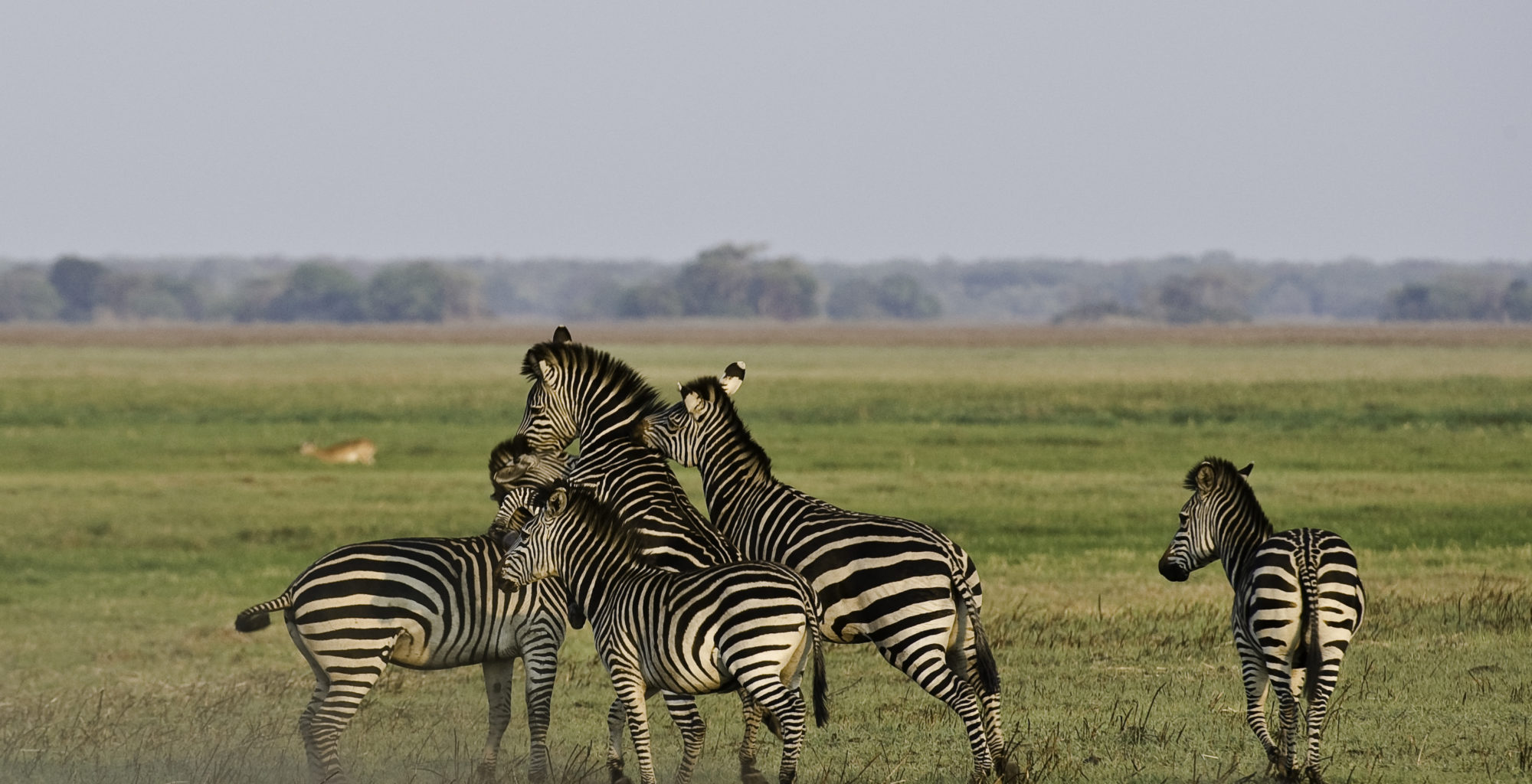 Top Reasons to Visit the Kafue National Park, Zambia: Explore Africa’s Wildlife Gem and Scenic Wonders