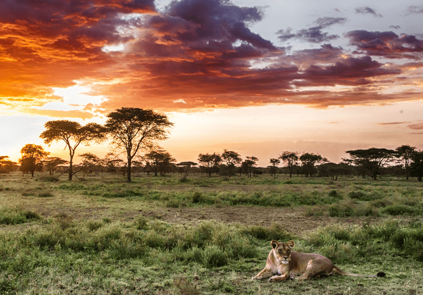 Top Reasons to Visit the Katavi National Park, Tanzania: A Wildlife Haven Awaits