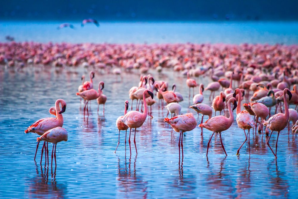 Top Reasons to Visit the Lake Nakuru National Park, Kenya: Experience Nature’s Wonders and Wildlife