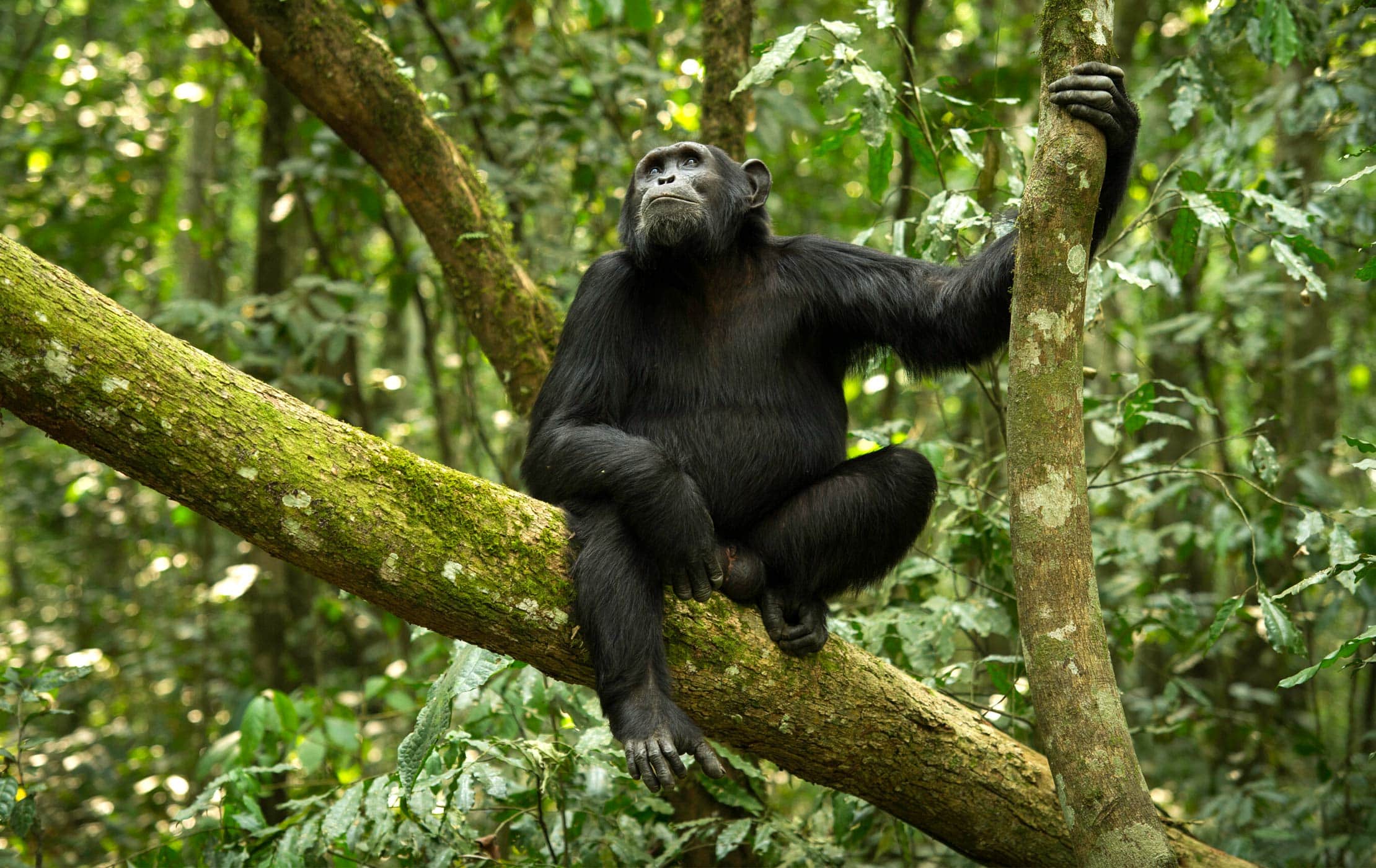 Top Reasons to Visit the Mahale Mountains National Park, Tanzania: Discover Nature’s Hidden Gem