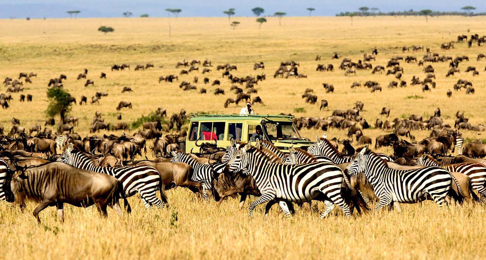 Top Reasons to Visit the Ndutu Region, Tanzania: A Must-Explore Destination for Nature Lovers and Adventure Seekers