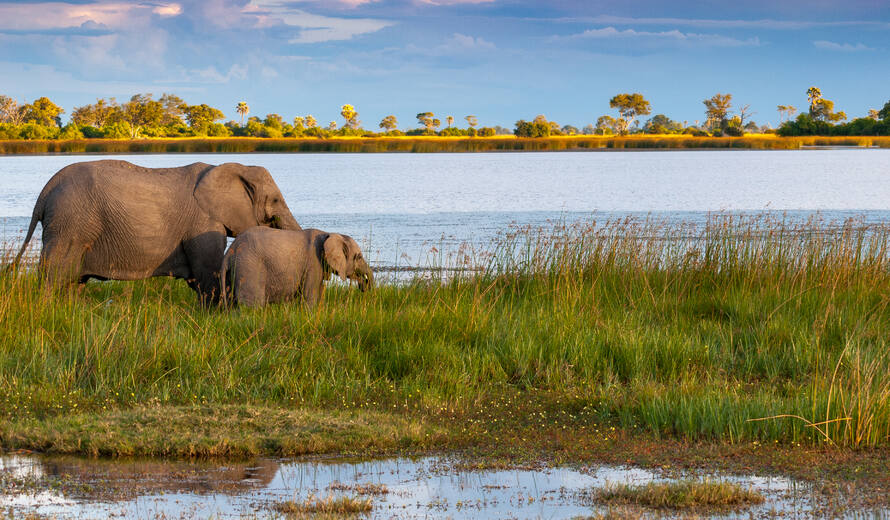 Top Reasons to Visit the Okavango Delta, Botswana: A Unique Safari Experience Awaiting You