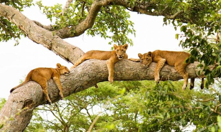 Top Reasons to Visit the Queen Elizabeth National Park, Uganda: Explore Nature’s Splendor and Wildlife Wonders