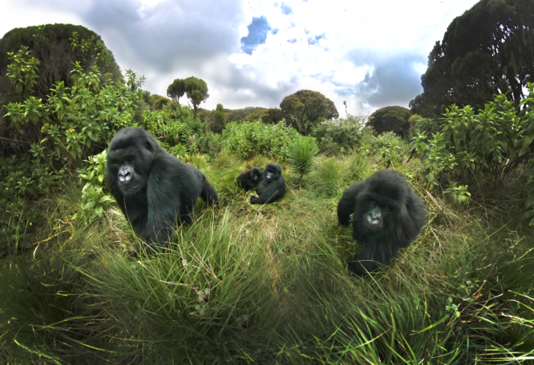 Discover Rwanda Rwanda’s Hidden Gems: Top Safari Destinations for Nature Enthusiasts ...