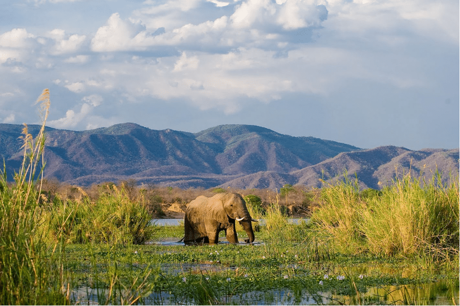 Top Reasons to Visit the Zambezi National Park, Zimbabwe: Discover its Unique Natural Wonders and Wildlife