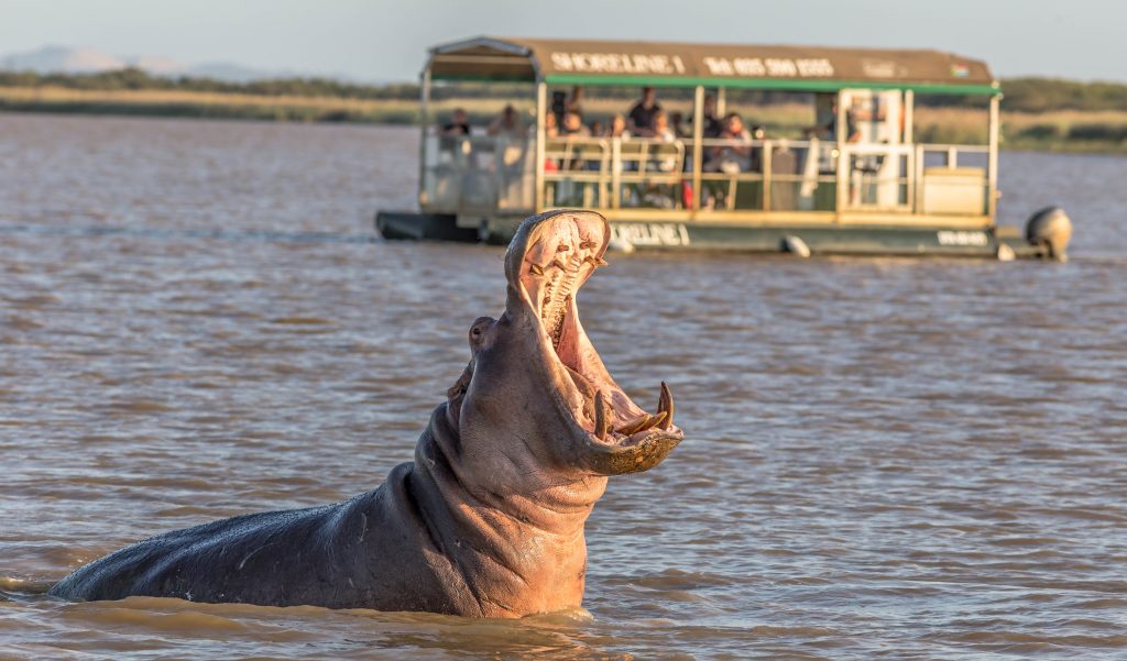 Top Reasons to Visit the iSimangaliso Wetland Park, South Africa: A Natural Wonder Awaits